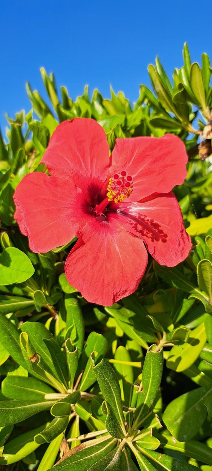 Endless Summer Fontane Bianche Luaran gambar